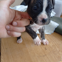 Cuccioli Dogo Corso