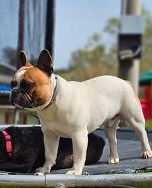Bulldog Francese maschio con pedigree per monta
