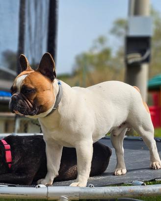 Bulldog Francese maschio con pedigree per monta