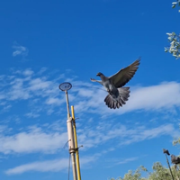 Piccioni pronti addestrati