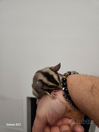 Petauro dello zucchero