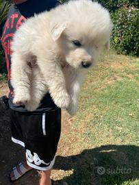 cane maremmano 40 giorni 