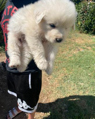 cane maremmano 40 giorni 