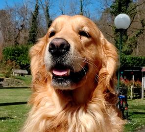Golden Retriever disponibile per monta