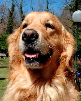 Golden Retriever disponibile per monta