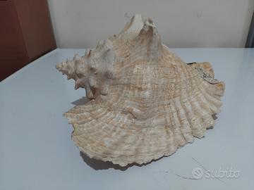 conchiglia per l'acquario 