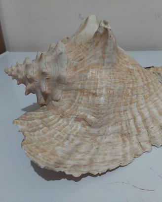 conchiglia per l'acquario 