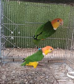 Caicco testa arancio