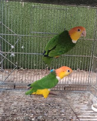 Caicco testa arancio