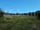 terreno-agricolo-alvignano-cod-rif-3331986vcg-