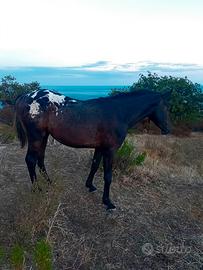 Cavallo appaloosa