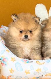 Cucciolo Pomerania con Pedigree