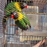 Inseparabili