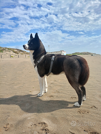 Maschio per riproduzione