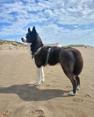 Maschio per riproduzione