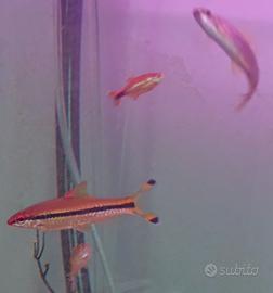 Vendita Puntius denisonii