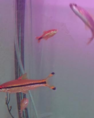 Vendita Puntius denisonii