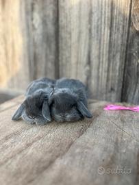 Conigli nani e ariete nani