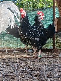 Galline Ancona