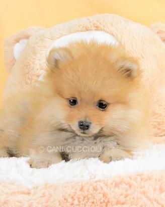 Cucciola di Volpino di Pomerania Toy