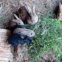 Due coniglie femmine 3mesi 25