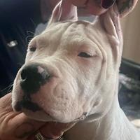 Dogo Argentino