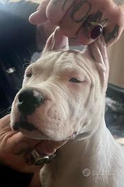 Dogo Argentino