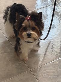 Cucciola Di Biewer Terrier