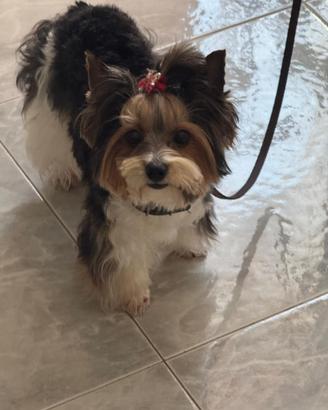 Cucciola Di Biewer Terrier