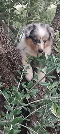 Pastore dello shetland il mini lassie