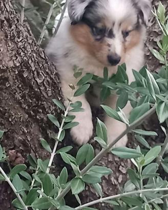 Pastore dello shetland il mini lassie