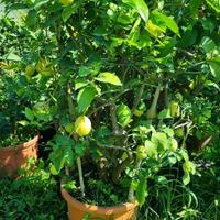 Piante di limoni e cedro in vaso grandi