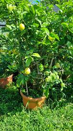 Piante di limoni e cedro in vaso grandi