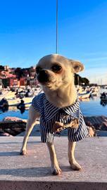 Chihuahua maschio a pelo corto per accoppiamento