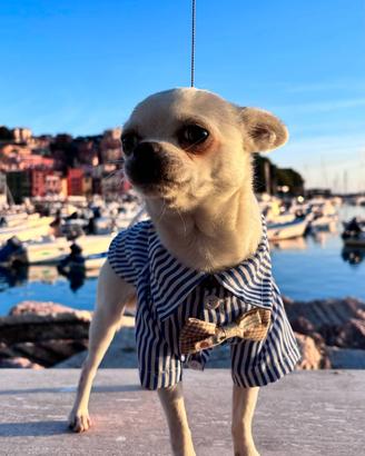 Chihuahua maschio a pelo corto per accoppiamento