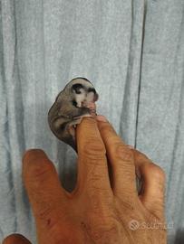 Petauro dello zucchero beby allevato a mano