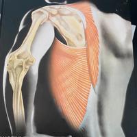 Anatomia Umana libro