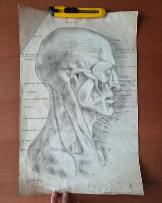 Tavola Anatomica "Écorché"