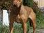 Immagine 6