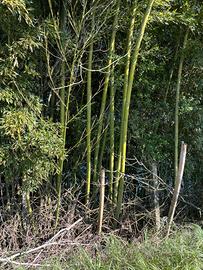 Bambu