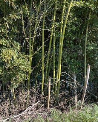 Bambu