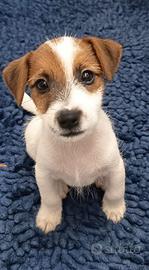 Adulta Jack Russell