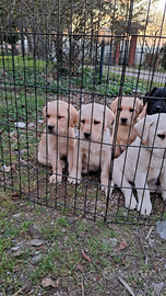 Labrador cuccioli con pedigree