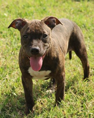 Cucciola Pit Bull con pedigree anche a rate
