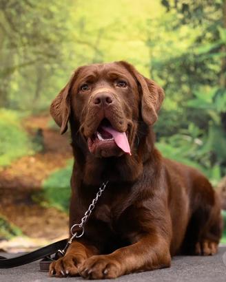 Monta labrador