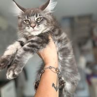 Cucciole Maine coon