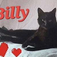 BILLY giovane panterone