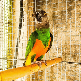 Pappagalli del senegal