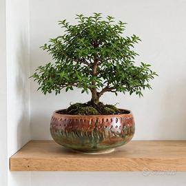 Ciotola Bonsai Ceramica 18cm Marrone Verde