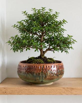 Ciotola Bonsai Ceramica 18cm Marrone Verde